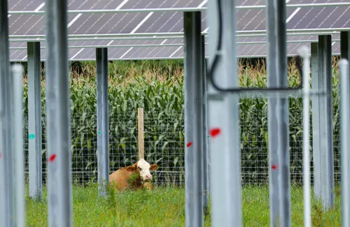 太阳能支架促使农光互补项目成为可能